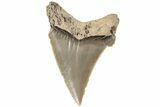 Serrated Angustidens Tooth - Megalodon Ancestor #202434-1